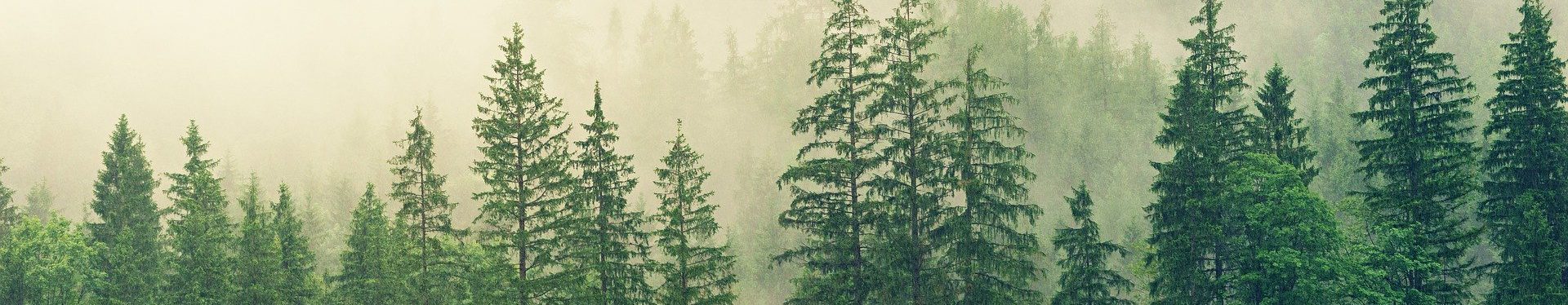 fog-3622519_1920