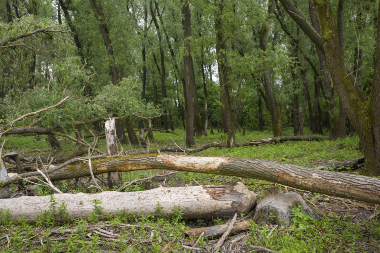 bomen planten nederland